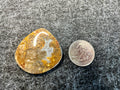 Yellow Moss Agate Cabochons
