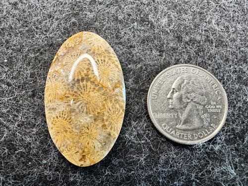 Agatized Fossil Coral Cabochons