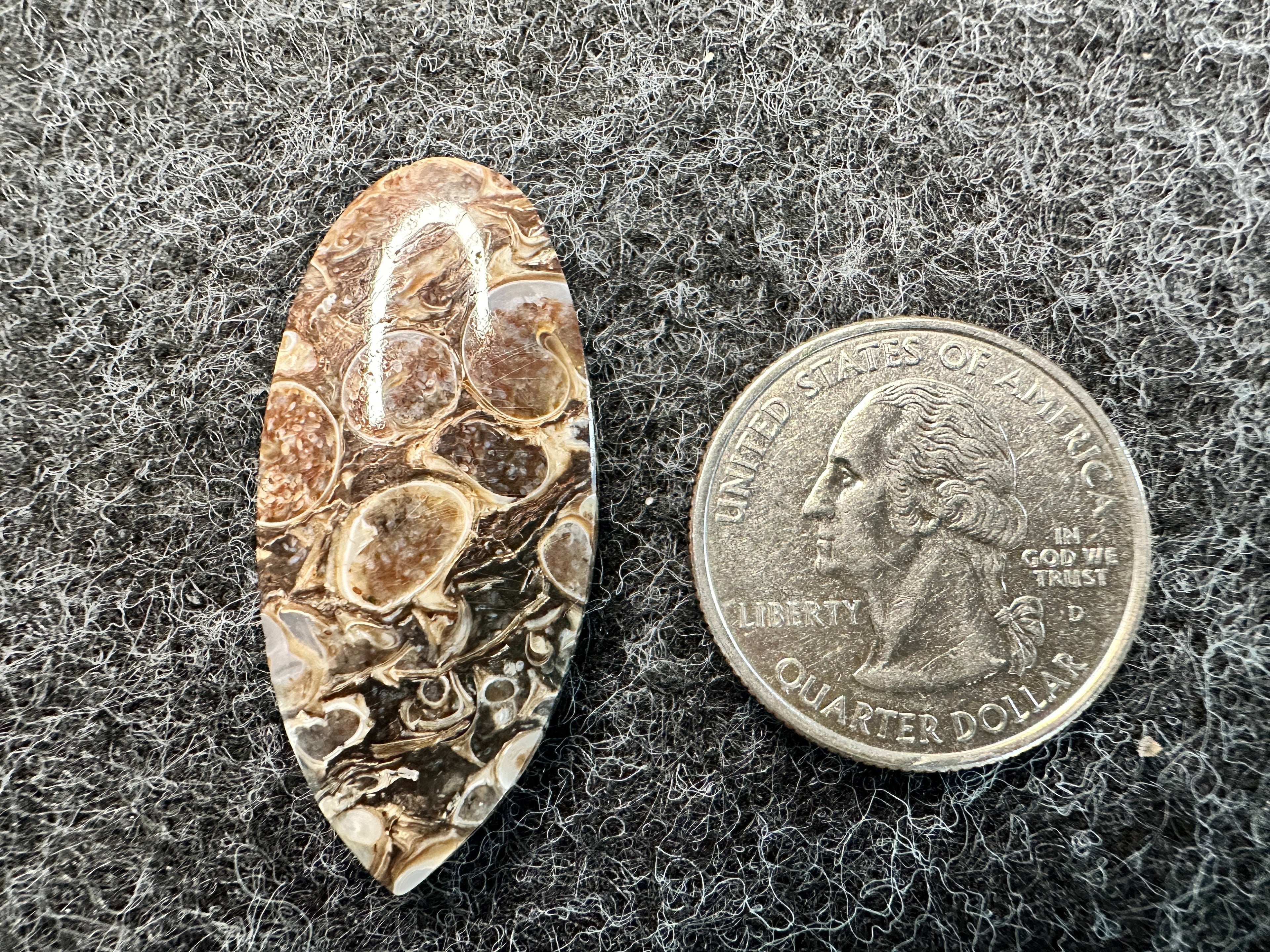 Turritella Agate Cabochons