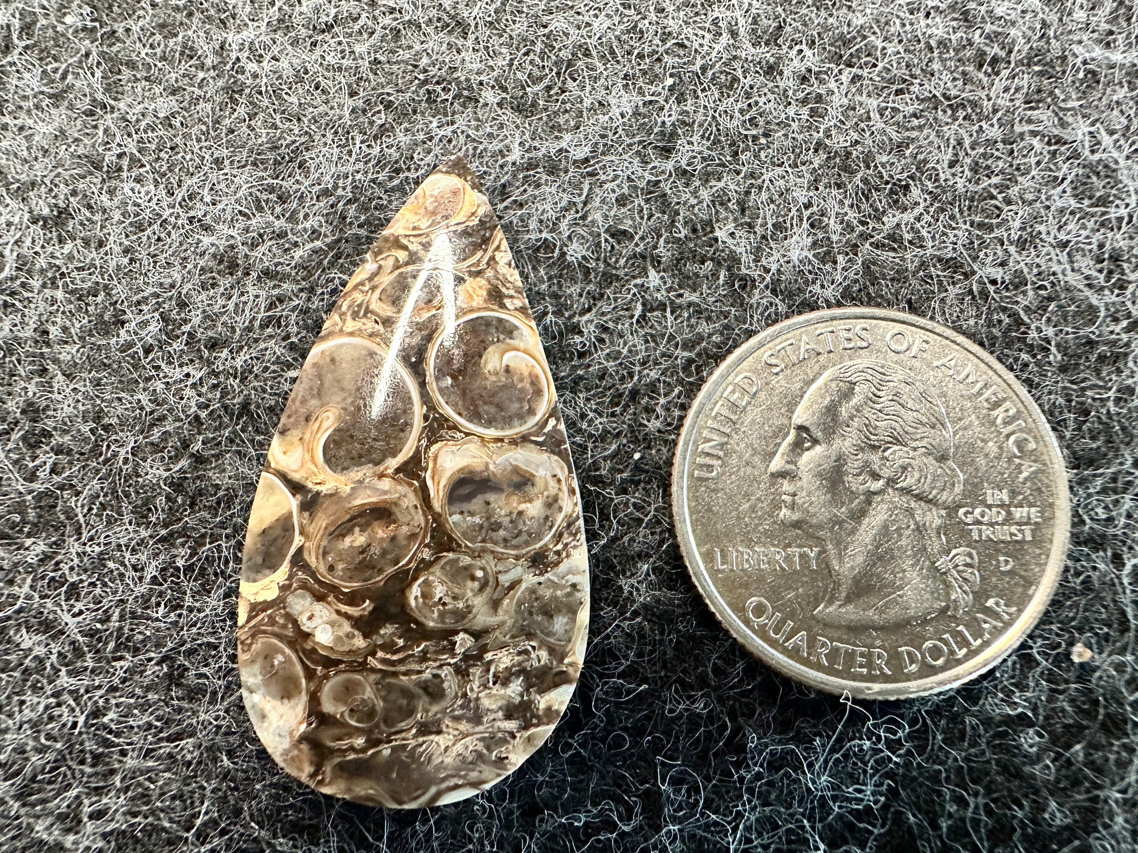 Turritella Agate Cabochons