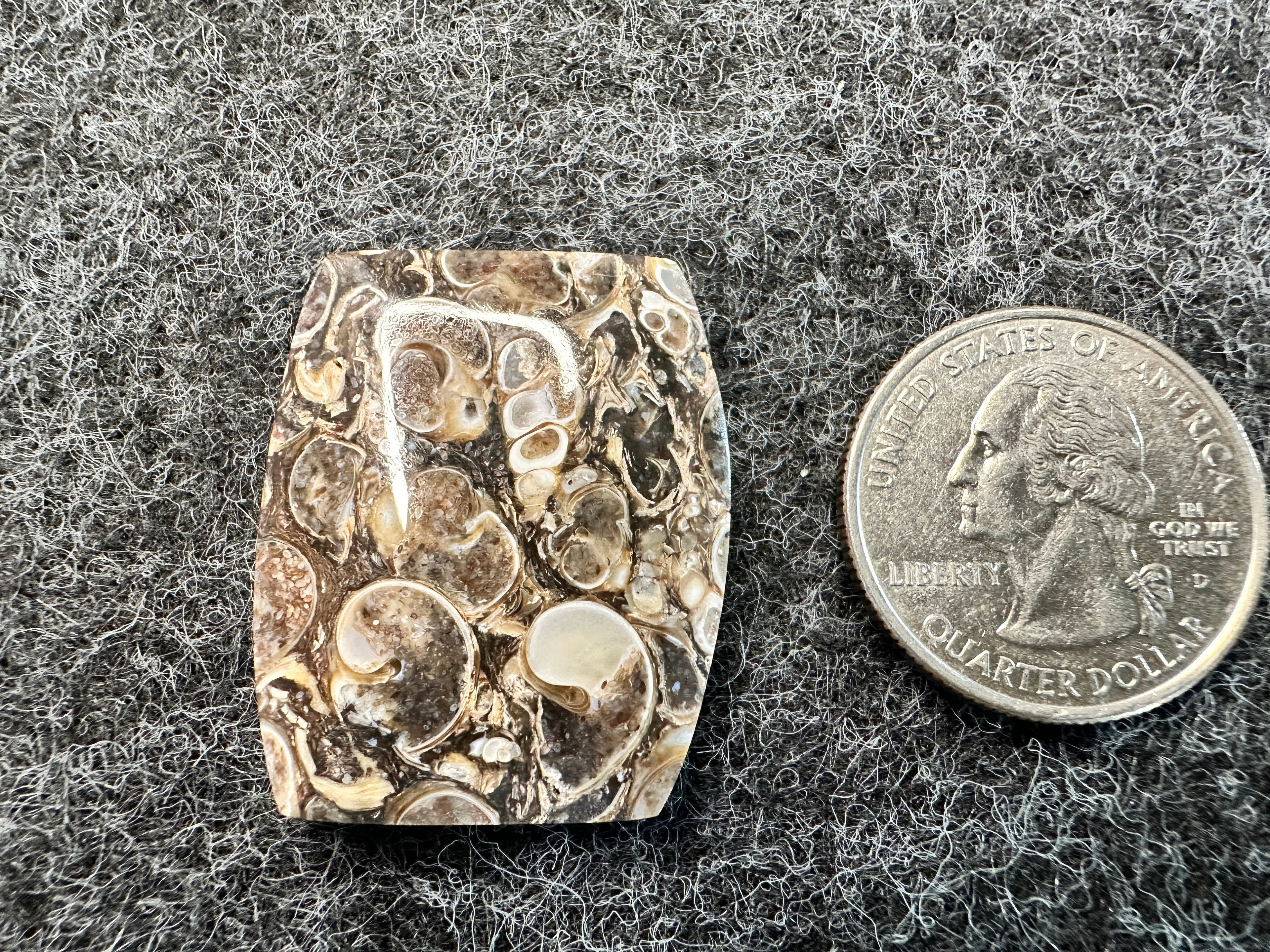 Turritella Agate Cabochons