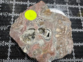 Mushroom Rhyolite Slab .21 lb  5.5 in × 5.0 in × 0.25–0.30 in (140 mm × 127 mm × 6–8 mm)