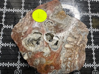 Mushroom Rhyolite Slab .21 lb  5.5 in × 5.0 in × 0.25–0.30 in (140 mm × 127 mm × 6–8 mm)