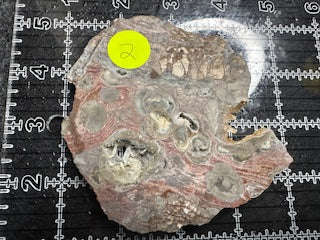 Mushroom Rhyolite Slab .19 lb  6.25 in × 5.5 in × 0.25–0.30 in (159 mm × 140 mm × 6–8 mm)
