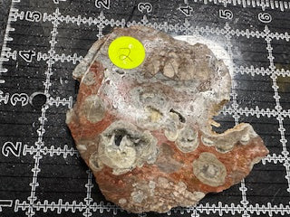 Mushroom Rhyolite Slab .19 lb  6.25 in × 5.5 in × 0.25–0.30 in (159 mm × 140 mm × 6–8 mm)