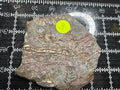 Mushroom Rhyolite Slab .24lb 5.75 in × 5.25 in × 0.25–0.30 in (146 mm × 133 mm × 6–8 mm)