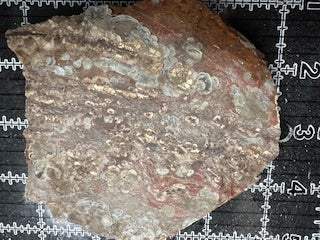 Mushroom Rhyolite Slab .24lb 5.75 in × 5.25 in × 0.25–0.30 in (146 mm × 133 mm × 6–8 mm)