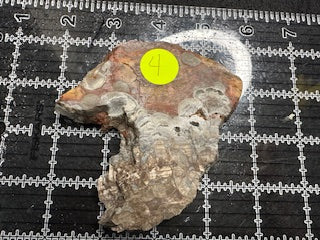 Mushroom Rhyolite Slab .19lb 5.25 in × 4.25 in × 0.25–0.30 in (133 mm × 108 mm × 6–8 mm)