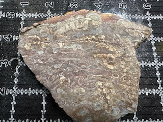 Mushroom Rhyolite Slab .26lb  6.75 in × 5.75 in × 0.25–0.30 in (171 mm × 146 mm × 6–8 mm)