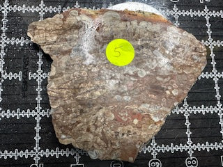 Mushroom Rhyolite Slab .26lb  6.75 in × 5.75 in × 0.25–0.30 in (171 mm × 146 mm × 6–8 mm)