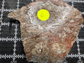 Mushroom Rhyolite Slab .25lb  6.5 in × 5.75 in × 0.25–0.30 in (165 mm × 146 mm × 6–8 mm)