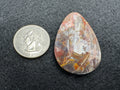 Wyoming Coporolite (Dinosaur Poo) Cabochons