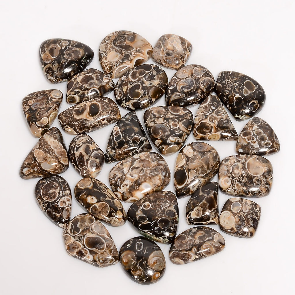 Turritella Agate Cabochons