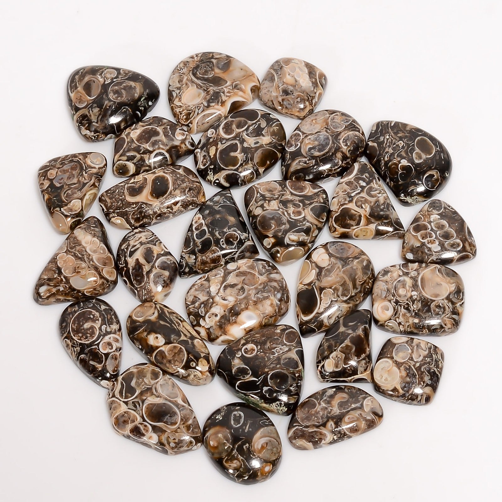 Turritella Agate Cabochons